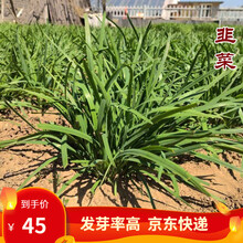 凤鸣雅世  791韭菜种子 阳台秋冬季的蔬菜种籽盆栽四季韭菜籽种大全宽叶青菜种子阳台盆栽四季蔬菜种孑 791宽叶雪韭菜种子10克10袋优惠价