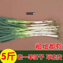 超值10斤大葱批发山东铁杆大葱新鲜蔬菜生吃香葱绿葱3斤5斤 【带皮】去半叶【实惠装】净重3斤