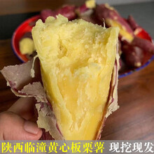2021年新薯！老品种牛奶板栗薯新鲜栗子白薯沙地红薯香薯粉面白心地瓜白瓤黄心5斤10斤番薯山芋爆皮王 陕西临潼黄心板栗薯红薯5斤中大果
