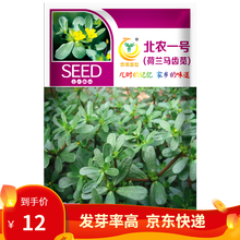 凤鸣雅世 食用马齿苋种子长寿菜种籽农家种籽四季春季夏秋冬季种蔬菜种孑盆栽野菜种籽野生食用马芷苋菜种 北农一号荷兰马齿苋种子10克/袋