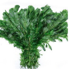 绿菊水草懒人水草鱼缸造景活体真水草中后景净水会开花水草蜈蚣草 绿菊水草4条