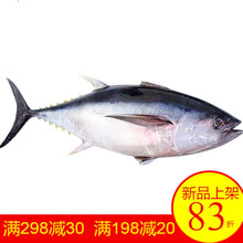 【冷藏发货】深海新鲜速冻整条金枪鱼可刺身可煮可生煎金枪鱼块 十字丽日 8-9斤一条装