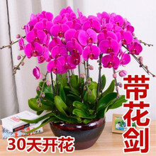 花匠汇花卉 京东