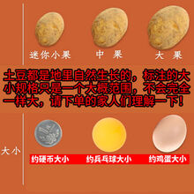 湖北现挖小土豆新鲜黄心土豆迷你土豆批发种子蔬菜非恩施3/10斤 10斤装(净重9斤)【鸡蛋大小】实惠