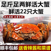 【活蟹】蟹品煌大闸蟹现货 公母蟹 大蟹 鲜活螃蟹 六月黄大闸蟹现货鲜活香辣蟹河蟹 生鲜水产礼盒装 六月黄（2.3-2.6两） 8只