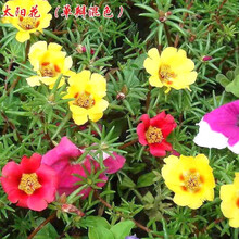 一播大地（正常发货）四季播种重瓣太阳花 单瓣太阳花种子 花卉种子矮生花草种子 太阳花种子单瓣大约5000粒