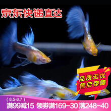 云峰海瑞观赏鱼纯种孔雀鱼活体小型热带鱼凤尾鱼鱼缸造景宠物活体 颜色品种随机五对随练手纯血孔雀鱼