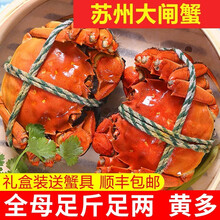 【活蟹】神行大闸蟹现货 全母蟹 大蟹 鲜活螃蟹 六月黄大闸蟹现货鲜活香辣蟹河蟹 生鲜水产礼盒装 全母蟹2.3-2.6两 10只装