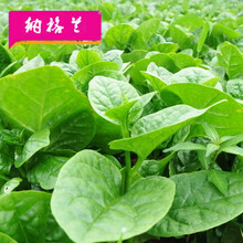 蔬菜种子蔬菜种子农家田园盆栽春秋季幼儿自然菠菜籽 大叶木耳菜约100粒