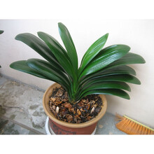 四季易种绿植花卉盆栽君子兰花种子圆头和尚大花君子兰种子5粒装 (代号jz 18)5粒送催芽剂