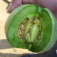 绿宝石羊角蜜超甜薄皮脆甜瓜种子春季四季脆蔬菜高产香瓜种籽 绿宝石简装20粒装