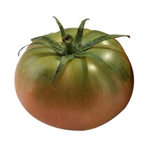 草莓番茄种子番茄苗东北油皮番茄铁皮柿子水果西红柿苗蔬菜种子 1000粒金妃原包装