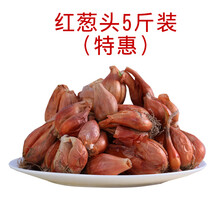 葱种小香葱种子种籽红葱头黄葱新鲜四季水培种孑盆栽蔬菜室内阳台 5斤葱头(送4包有机肥)