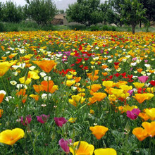 （菜友）花种子四季种易活开花不断虞美人百日草种子格桑花种子室外组合花籽庭院种多年生 花菱草种子 试种装