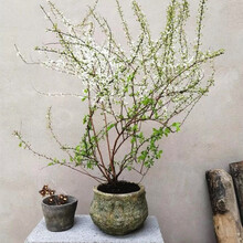 雪柳树苗 商品搜索 京东