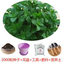 食用薄荷种子四季播种留兰香薄荷种子阳台盆栽驱蚊种子多年生 香水薄荷种子套餐