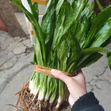 格沃斯泰国新鲜香菜野生刺芹芫西老缅芫荽云南大香菜傣 5棵装