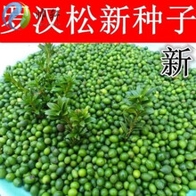 林木种子罗汉松树种子雀舌罗汉松大叶小叶红芽日本珍珠罗汉松 贵妃罗汉松150粒+肥