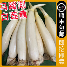 山东淄博马踏湖白莲藕生吃藕脆藕莲菜水果藕新鲜现挖 2500g（短粗适合凉拌）礼盒装
