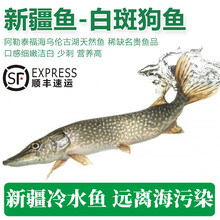 太湖海【新疆淡水鱼】鲜活捕捞冷冻阿勒泰福海冷水鱼类特产元宵年货礼盒 白斑狗鱼-4斤装（1-3条）