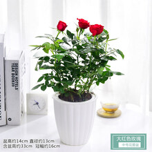 迷你小玫瑰花大盆盆栽带花苞四季开花办公室内植物花卉鲜花绿植 大红色玫瑰中号花瓣盆 含盆