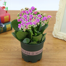 芊绣多肉植物长寿花盆栽绿巴黎重瓣花苗带花苞四季花不断室内阳台花卉 玫红长寿+加仑盆