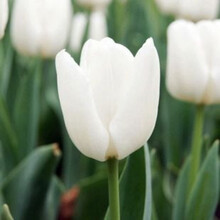 易活水培土培皆可以盆栽花卉植物郁金香种球易种郁金香种球 白色 6CM及以上