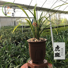 兰界 兰花 虎斑 春兰艺草浓香兰花苗阳台卧室客厅观花植物 虎斑3苗（关注送肥）