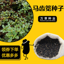 舞艺野生野菜马齿苋种子四季播阳台盆栽食用种籽蔬菜长寿菜蚂蚱菜 马齿笕种子50克