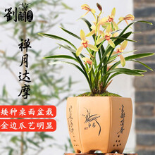 刘阁兰花苗 建兰矮种禅月达摩 夏带花苞出售桌面盆栽花卉好养绿植 2苗连体裸根