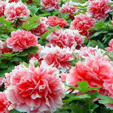 新采牡丹种子花苗四季播盆栽大花洛阳观赏牡丹花种籽油用牡丹 肉芙蓉50粒+肥