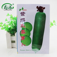 山东潍坊青水果萝卜种子天津正宗沙窝水果甜脆高产四季播蔬菜种籽 紫缨水果萝卜【10g原装】