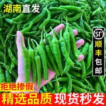 湖南樟树港辣椒【顺丰次日达—送货到家】现摘新鲜薄皮小青椒特产 3斤