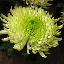 花种子万寿菊种子200粒菊花种子庭院阳台易种易活花籽 绿牡丹200粒