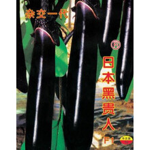 蔬菜种子特大日本黑贵人长茄种子 茄子种籽露天大棚 四季播种蔬菜 50粒散装