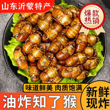 食怀【油炸金蝉】山东小吃知了猴开袋即食沂蒙山特产高蛋白 现炸现发 椒盐味 20只装
