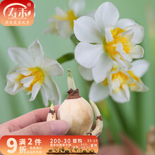 寿禾重瓣崇明带芽水仙花种球盆栽水培土培绿植花卉周长10-15cm 崇明重瓣水仙种球 1个
