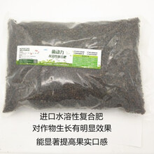 老品种番茄种子苗 大粉老番茄 粉色皮薄肉沙甜砂毛粉儿时味道蔬菜 颗粒水溶肥5斤