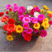 花萌萌 室外耐旱花种子重瓣单瓣太阳花耐热花卉植物庭院矮生花草花籽四季 重瓣太阳花种子 2千粒装