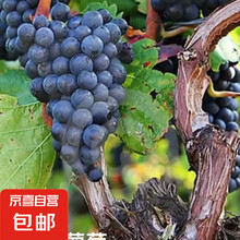 阳光玫瑰巨峰葡萄京亚葡萄爬藤树苗庭院葡萄树当年结果南北方可种 京亚当年结果