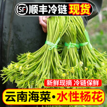 良知农哥【顺丰】云南大理新鲜水性杨花菜 海菜洱海特产泸沽湖丽江海菜 3斤