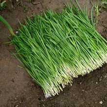 山东小细叶韭菜种子韭菜根苗农家老品种家庭阳台春四季播蔬菜种子 韭菜根200棵