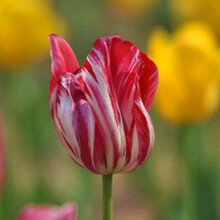 郁金香种球郁金香大球花卉室内外水培土培盆栽郁金香种子 火舞 11-12CM