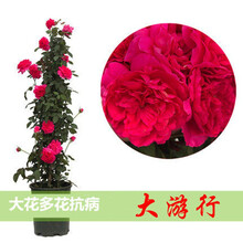 欧月藤本月季玫瑰蔷薇花苗浓香型爬藤植物庭院四季花卉盆栽玫瑰花卉多季开花盆栽耐寒花卉耐热 大游行 【爬藤60公分左右高】