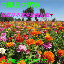 百日草种子四季易种开花花海庭院阳台花卉种子百日菊步步高花种子 【百日草混色】半斤