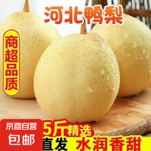 赵州水晶鸭梨河北鸭梨藁城鸭梨11 鸭梨带箱2斤净重1.6-1.8斤