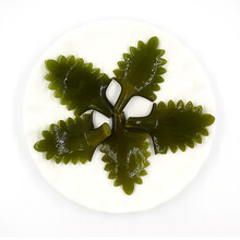 海带头花 威海荣成 盐渍厚海带根花 新鲜  海带花 5斤