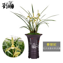 刘阁兰花苗 寒兰铭品 春丽妃 冬带浓香花苞出售兰花苗盆栽室内花卉绿植 4苗连体裸根.送肥送说明书