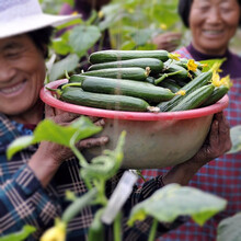 寿禾 蒂娜小青瓜种子种籽无刺荷小水果黄瓜秧苗早熟高产阳台种菜 四季盆栽蔬菜苗种苗 寿光菜种籽菜籽 蒂娜水果黄瓜种子 30粒