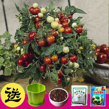 满天星种子太阳花康乃馨波斯菊薰衣草花卉四季种易活盆栽套餐种子 小番茄200粒+盆+土+肥